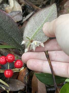 Imagem de Ardisia mamillata Hance