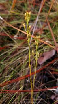 Image of Twining Screwstem