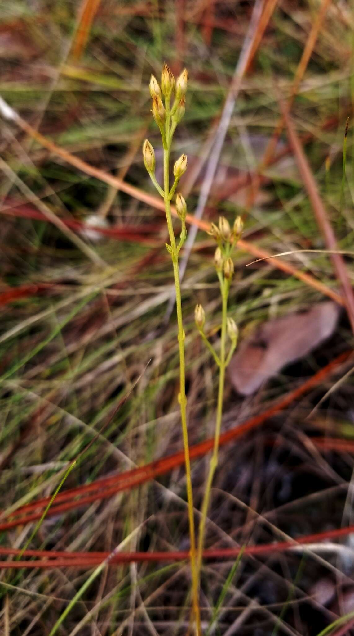 Image of Twining Screwstem