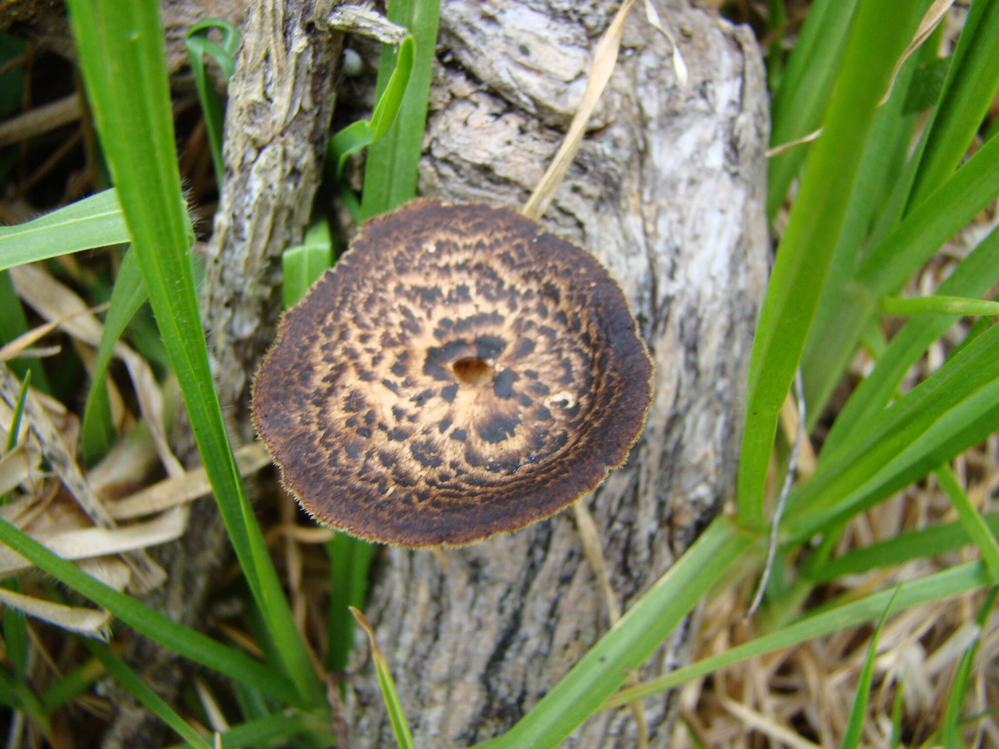 Image of Lentinus arcularius (Batsch) Zmitr. 2010