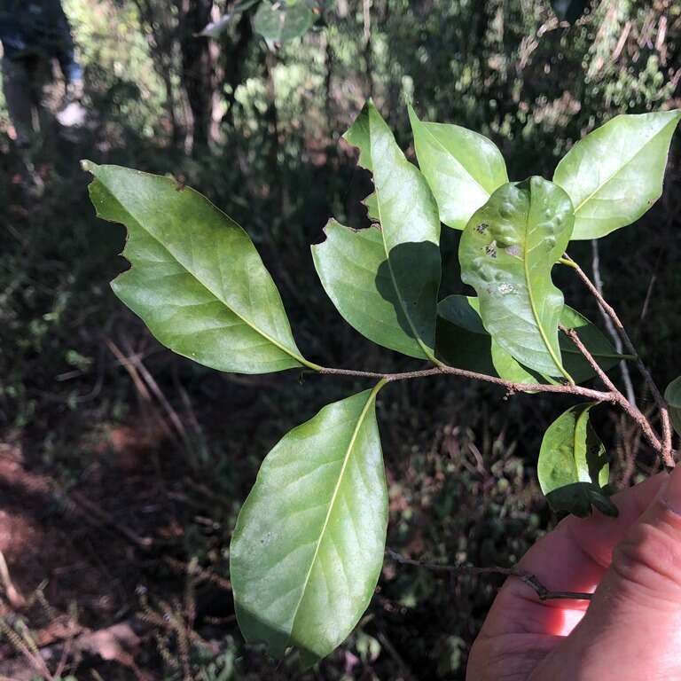 Image of Turraea pubescens Hellen.