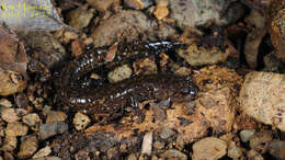 Image of Korean small salamander; Kkoma-Dorongnyong (Korean)