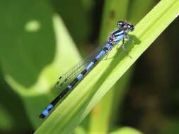 Image of New England Bluet