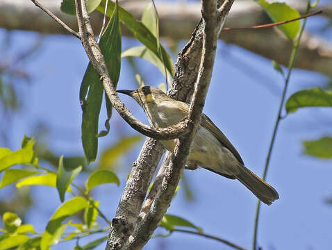 Image of Graceful Honeyeater