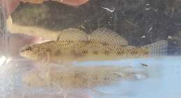 Plancia ëd Etheostoma nigrum Rafinesque 1820