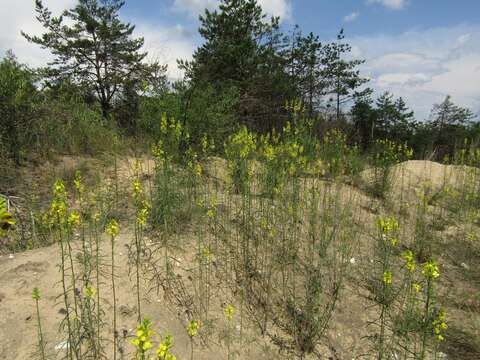 Image of Erysimum canum (Piller & Mitterp.) Polatschek