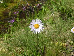 Image of Glacier Fleabane