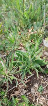 Image of Hesperis tristis L.