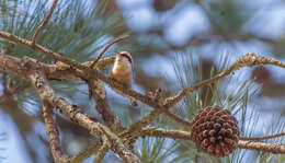 Image of Brown-headed Nuthatch