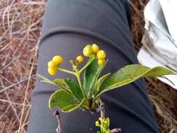 Image of Psychotria isalensis (Bremek.) A. P. Davis & Govaerts