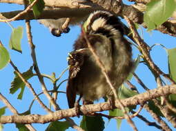 Tricholaema leucomelas leucomelas (Boddaert 1783) resmi