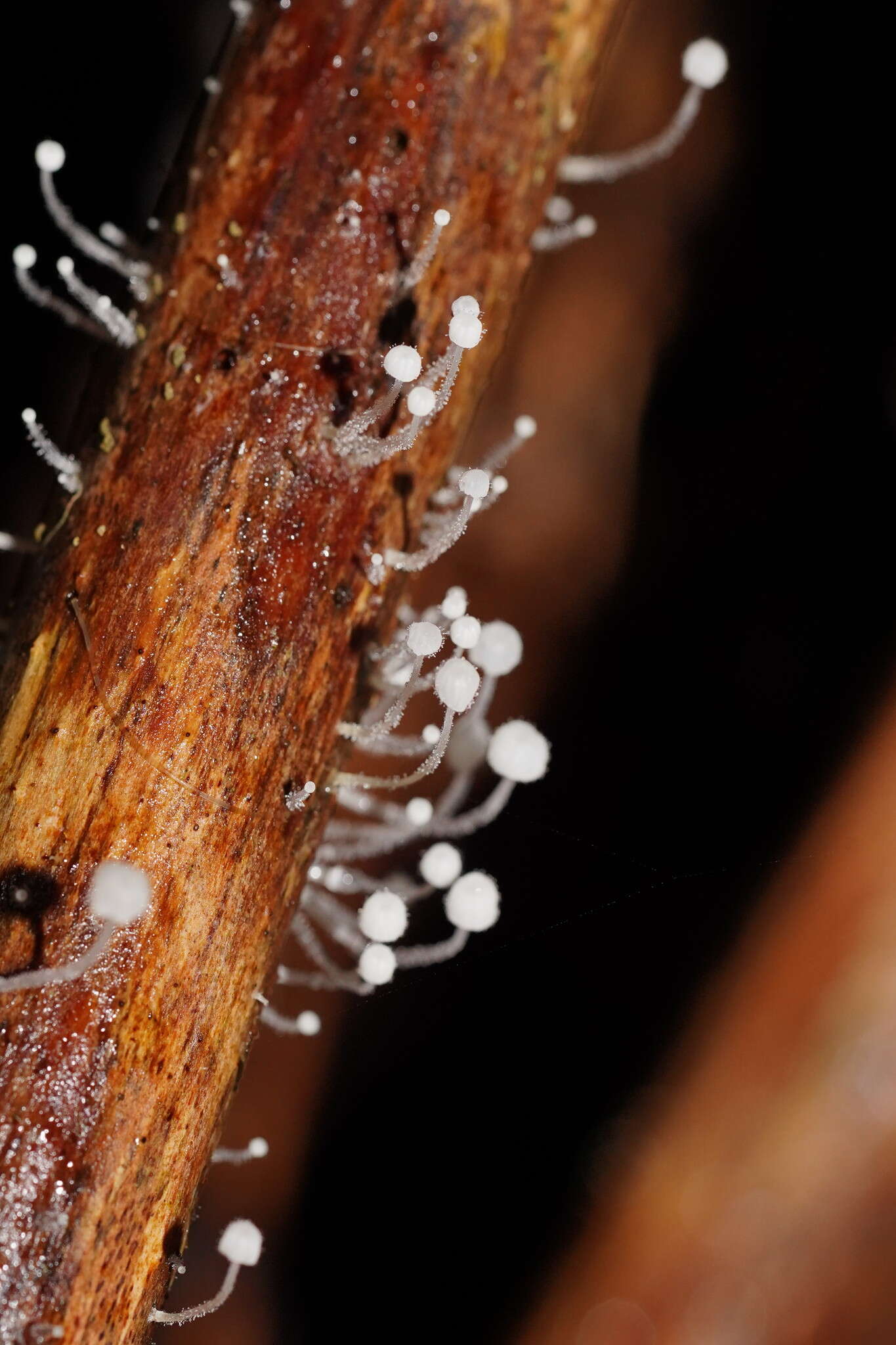 Sivun Mycena albidocapillaris Grgur. & T. W. May 1997 kuva