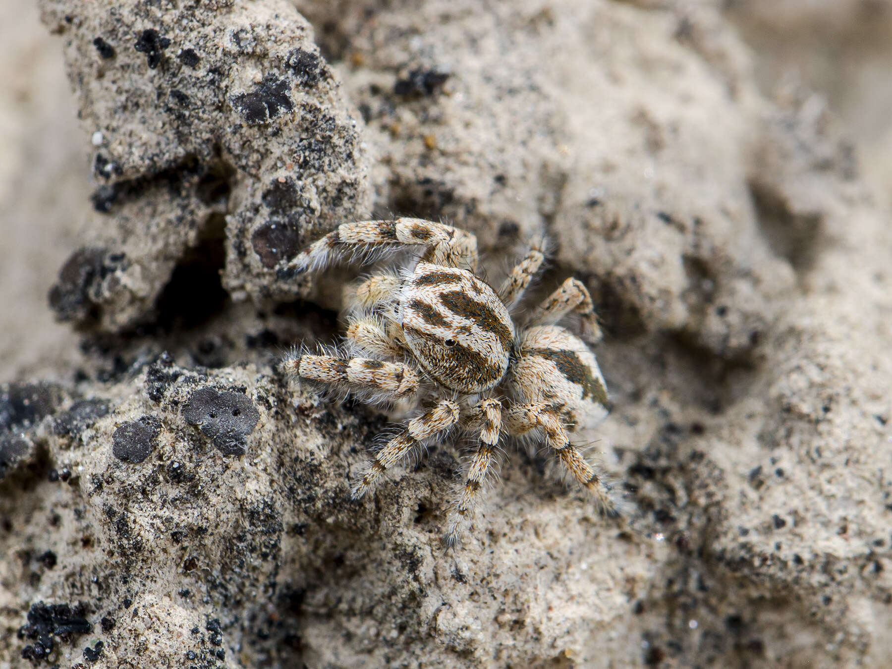 Image of Pseudomogrus guseinovi (Logunov & Marusik 2003)