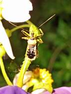 Image of Biasticus flavus (Distant 1903)