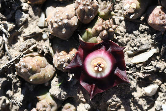 Image of Ceropegia pillansiana (N. E. Br.) Bruyns