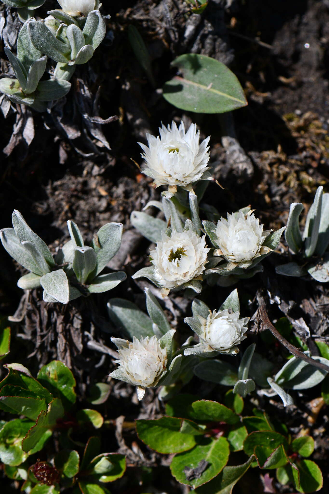 Слика од Anaphalis nepalensis var. monocephala (DC.) Hand.-Mazz.