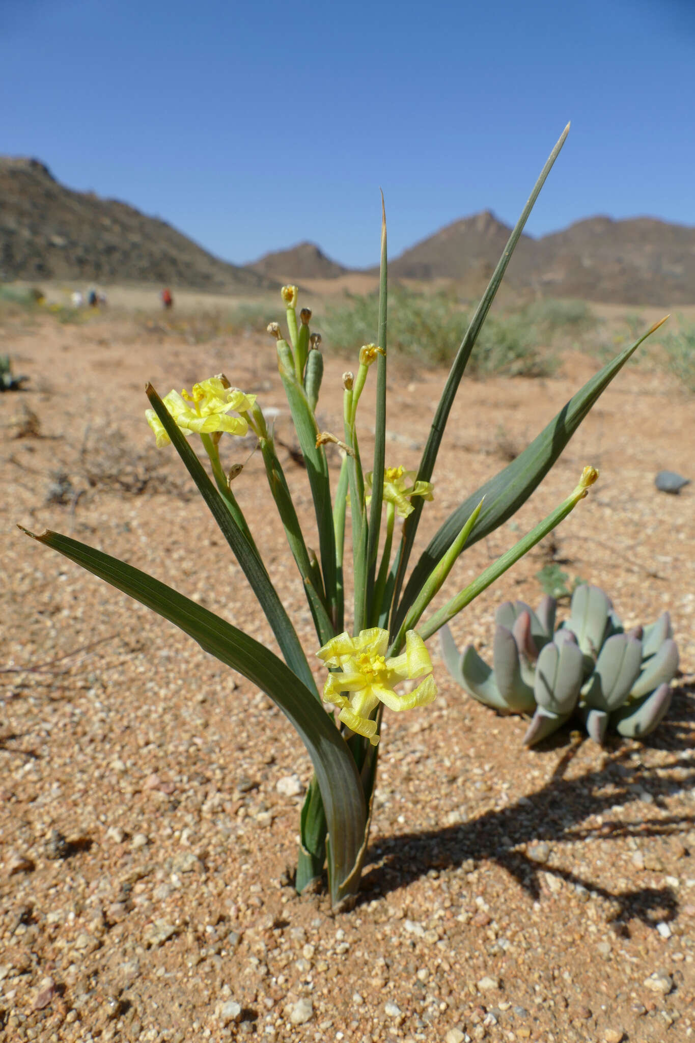 Image of Moraea schlechteri (L. Bolus) Goldblatt