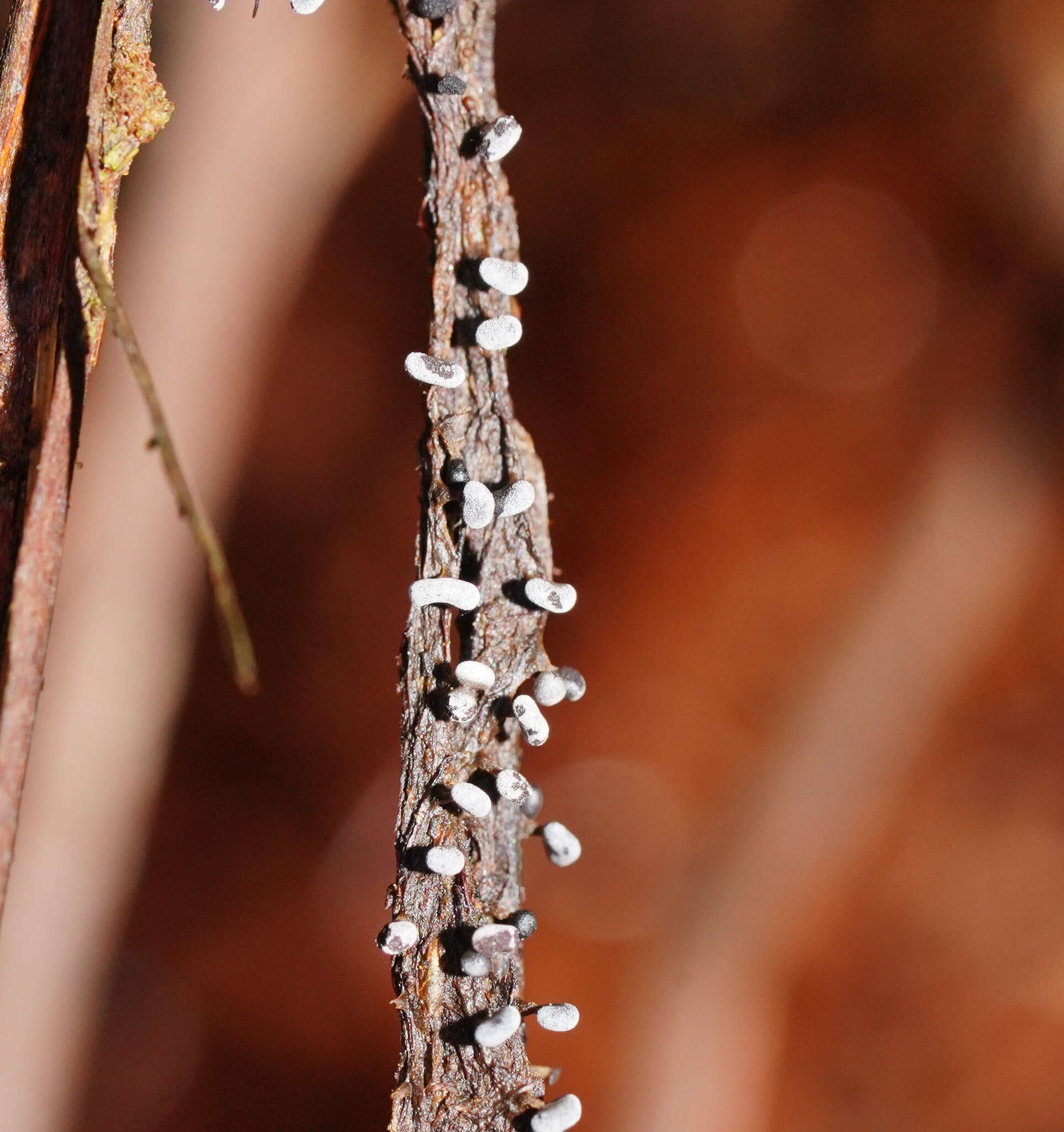 Image of Physarum compressum