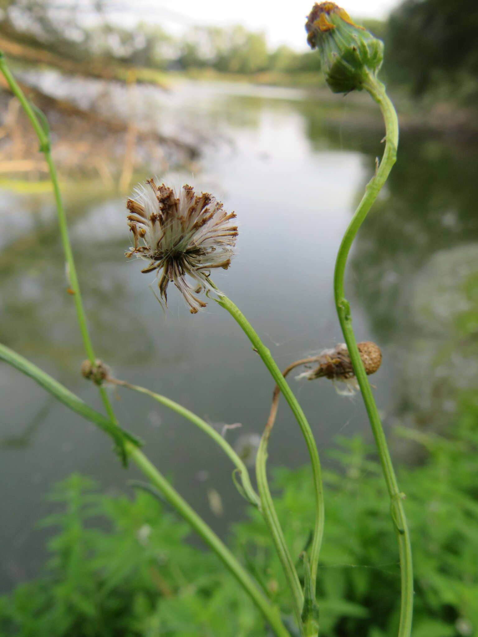 Imagem de Jacobaea paludosa subsp. paludosa