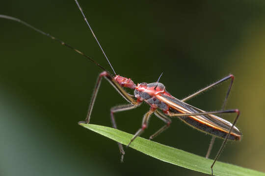 صورة Euagoras plagiatus (Burmeister 1834)