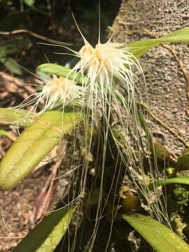 Imagem de Bulbophyllum vaginatum (Lindl.) Rchb. fil.