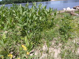 Image of soybean