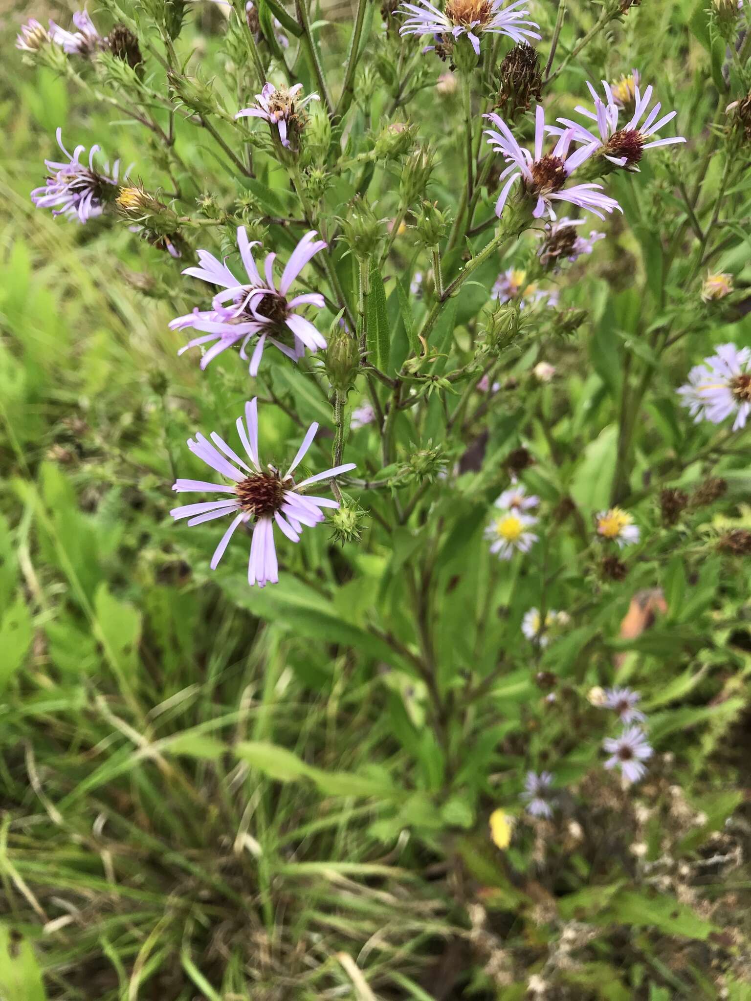 Image of Marsh American-Aster