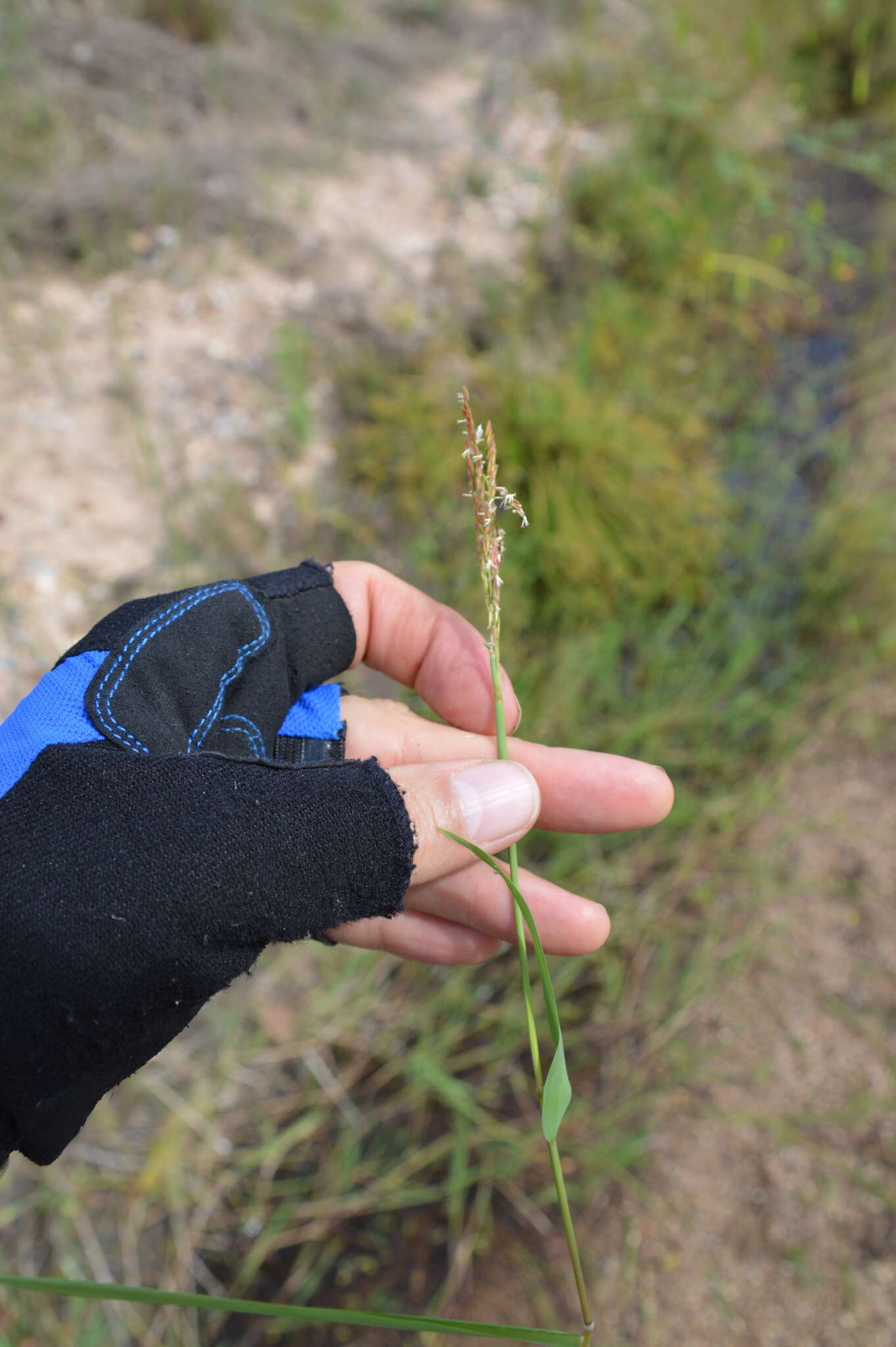 Image of southern cutgrass