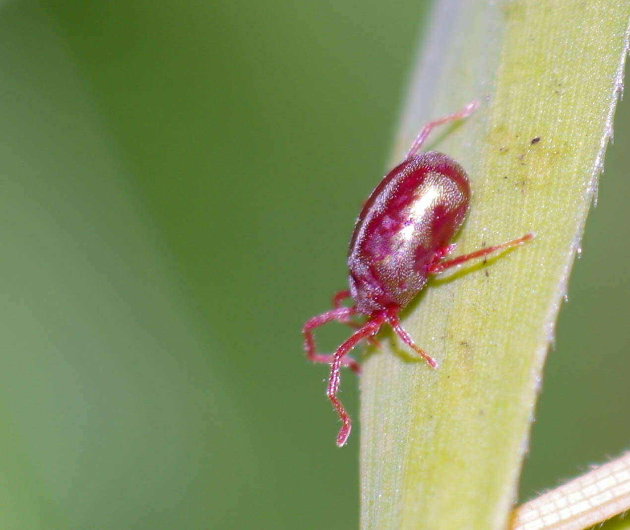 Image of <i>Balaustium leanderi</i>