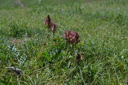Imagem de Astragalus platyphyllus Kar. & Kir.