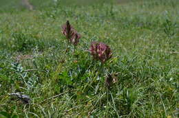 Sivun Astragalus platyphyllus Kar. & Kir. kuva