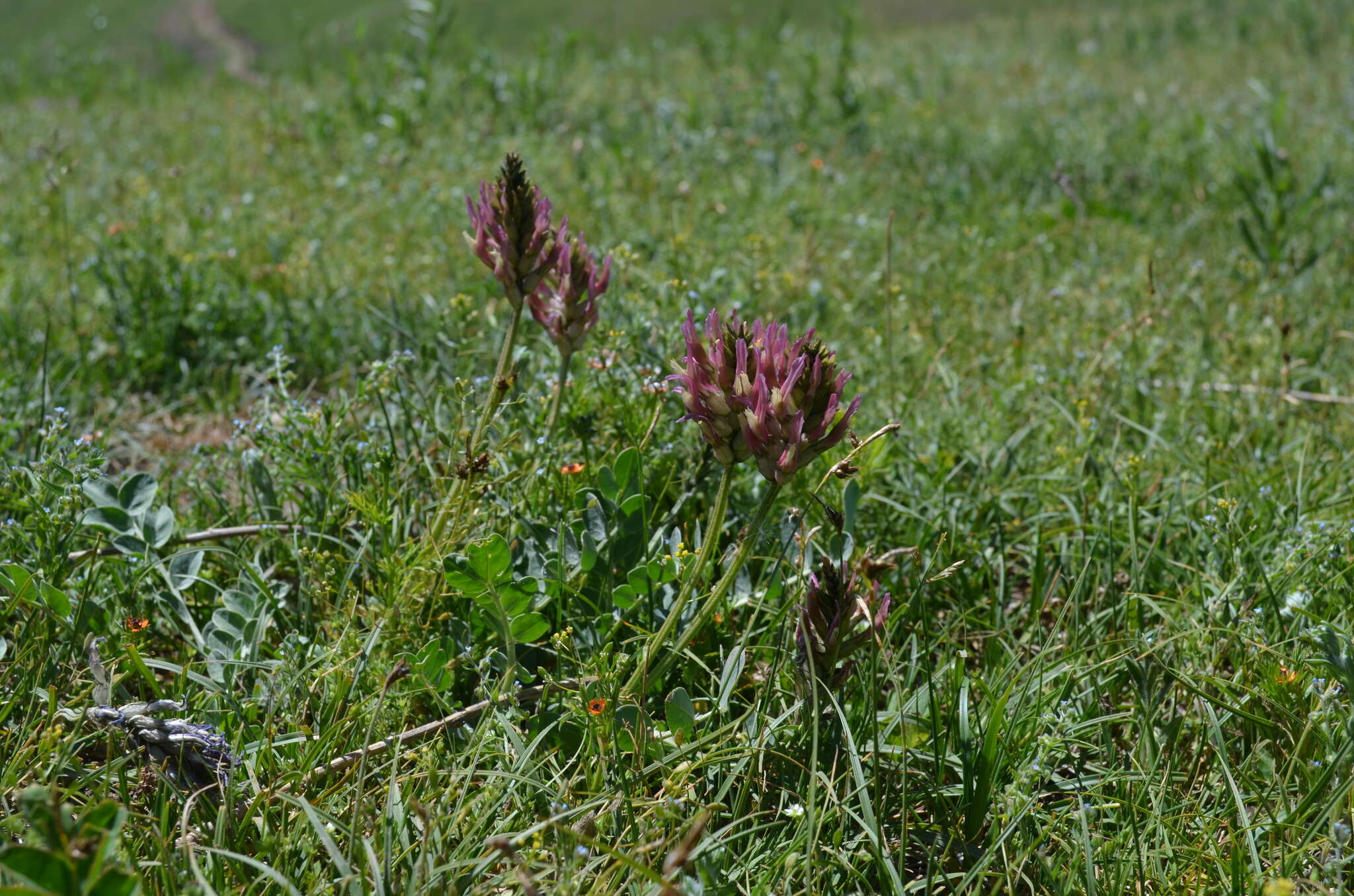 Sivun Astragalus platyphyllus Kar. & Kir. kuva