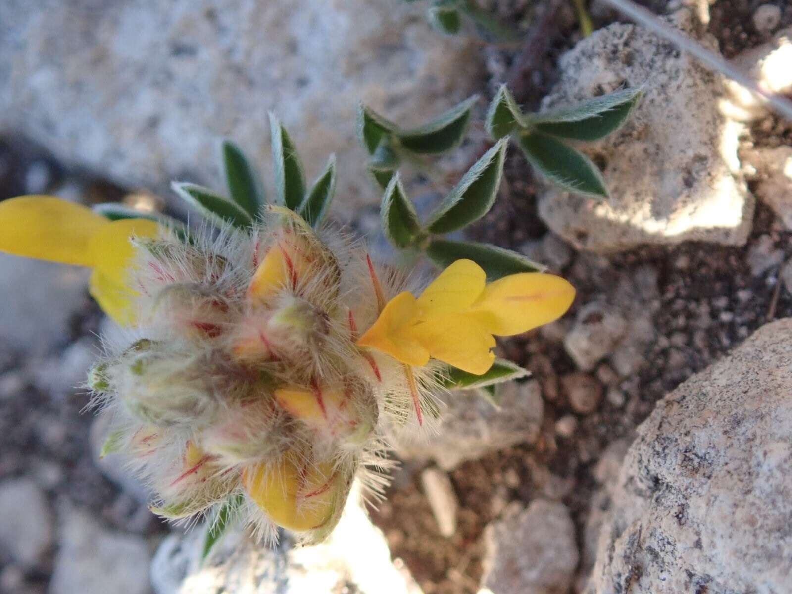 Слика од Dalea prostrata Ortega