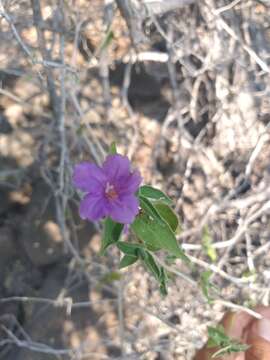 صورة Ruellia californica (Rose) I. M. Johnston