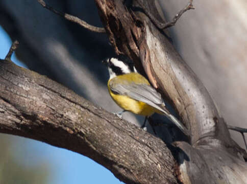 Imagem de Falcunculidae