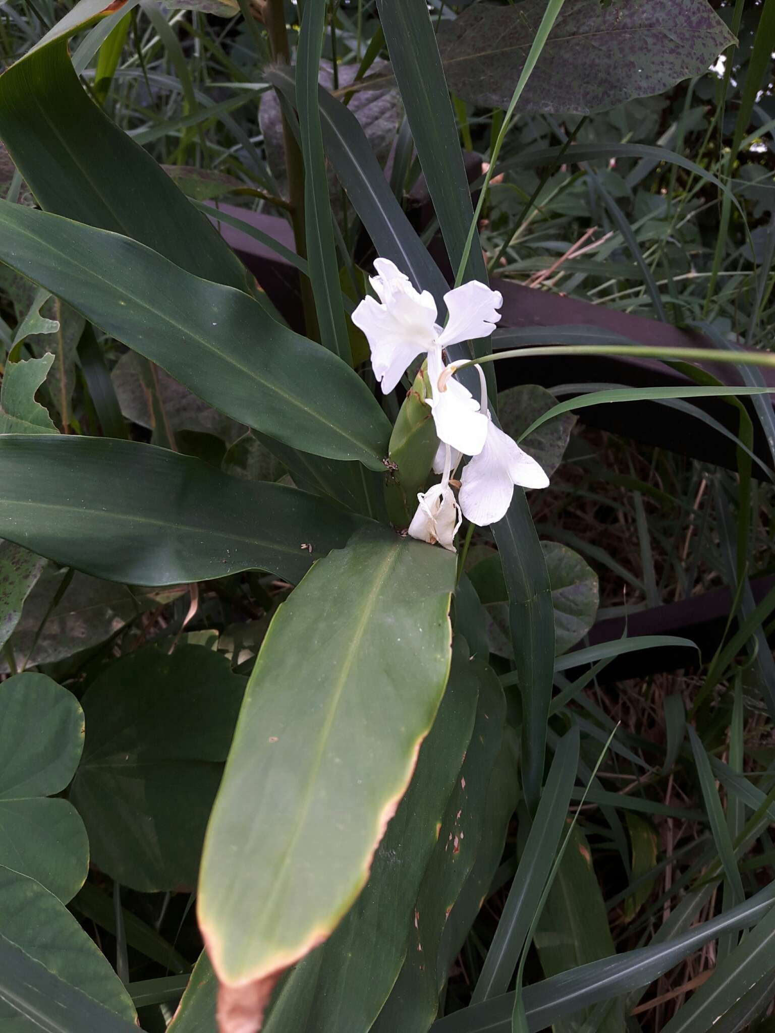 Imagem de Hedychium coronarium J. Koenig