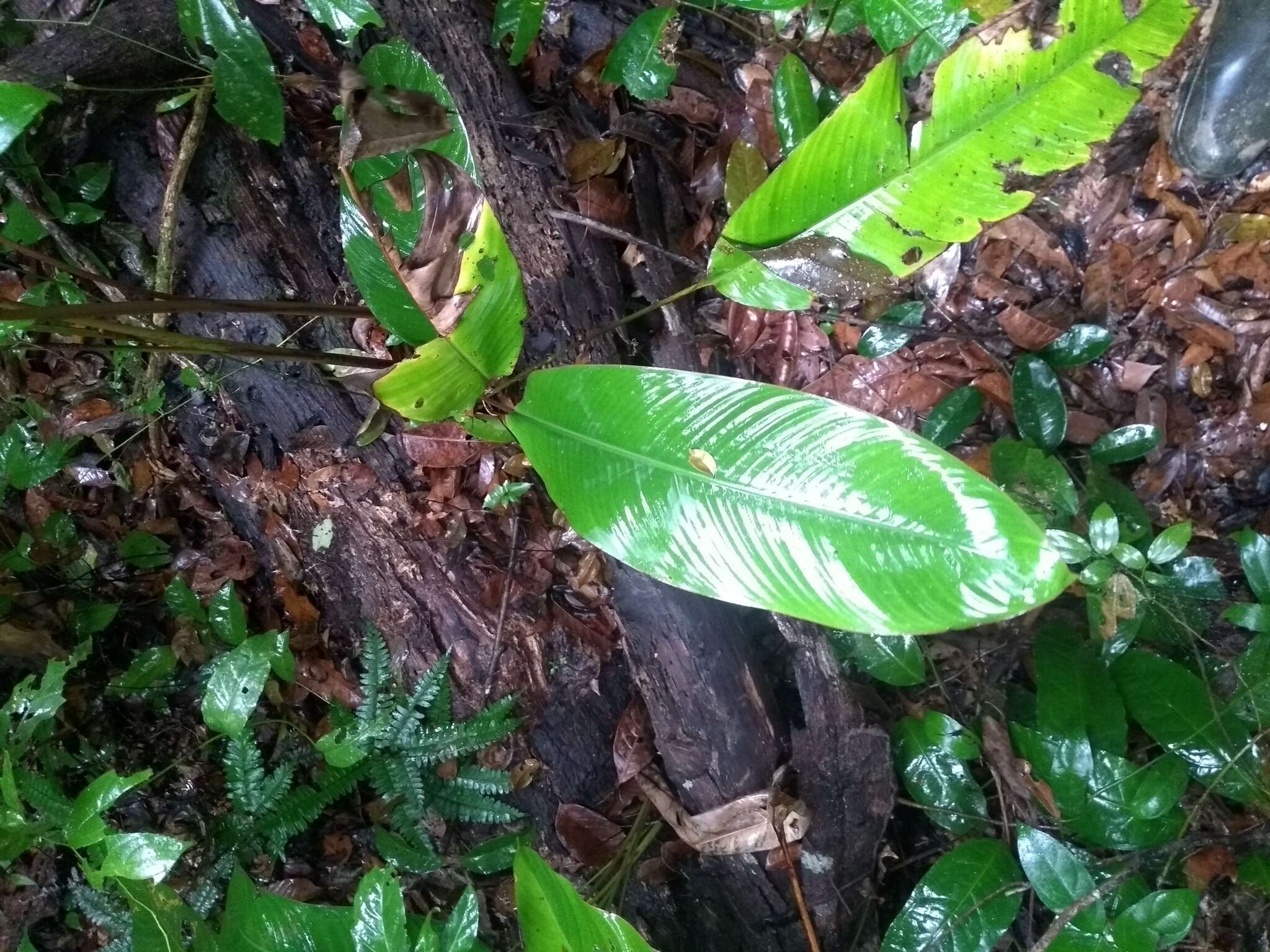 Image of Heliconia richardiana Miq.