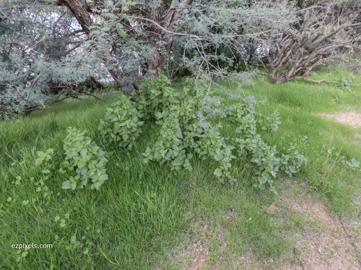 Plancia ëd Chenopodium berlandieri Moq.