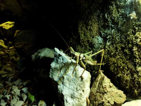 Image of Anatolian Predatory Bush-cricket