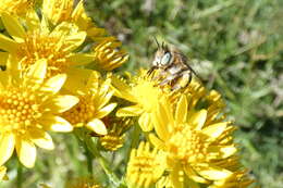 Image of Anthophora bimaculata (Panzer 1798)