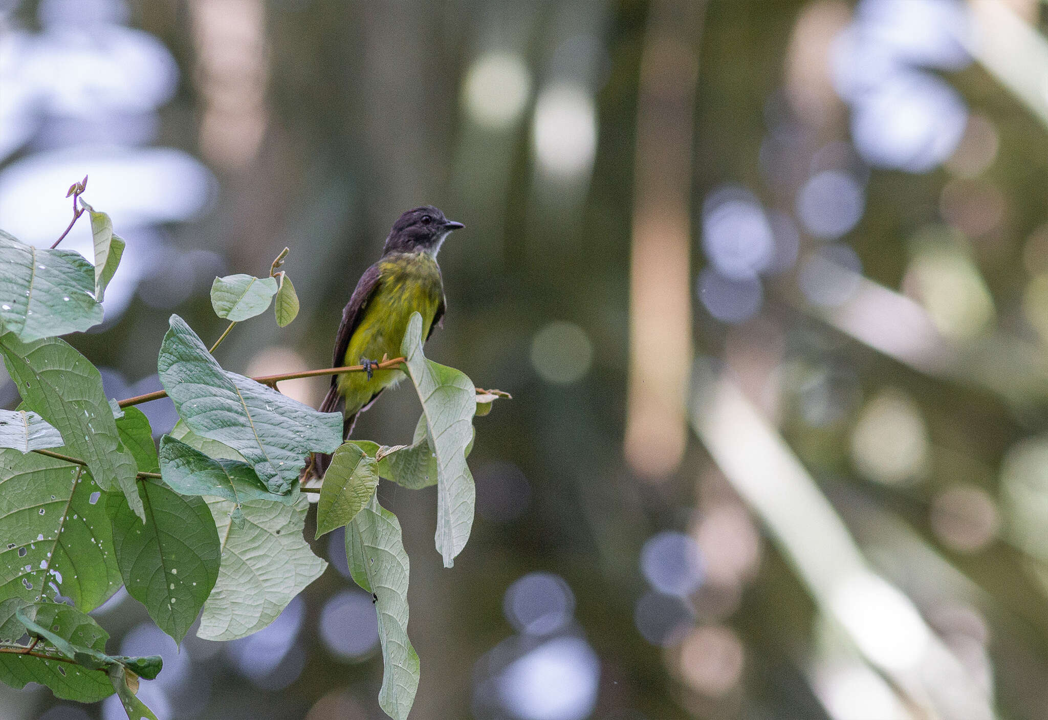 صورة Myiozetetes luteiventris (Sclater & PL 1858)