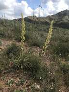 Image of Peninsular beargrass