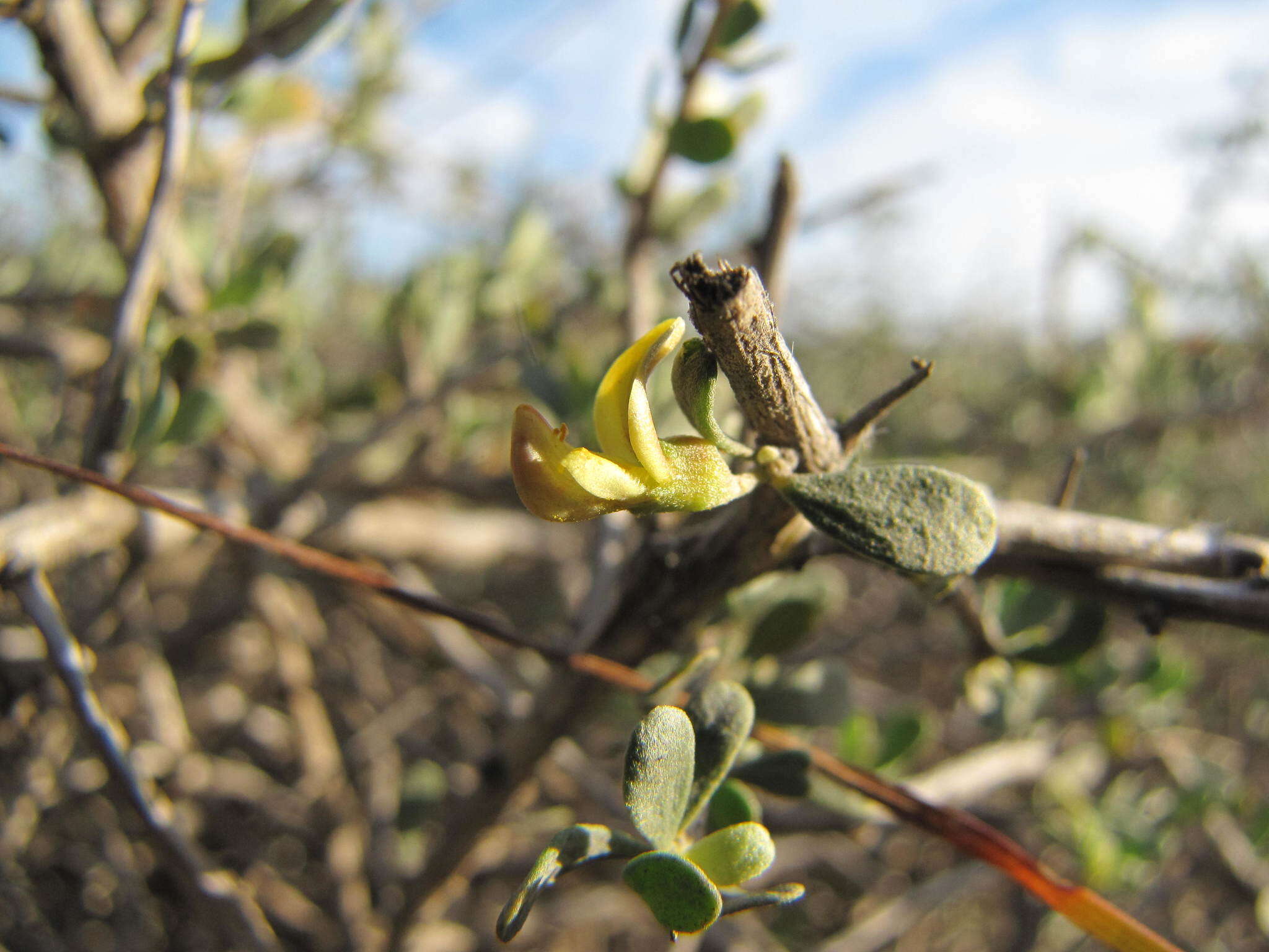 Image of Aspalathus spinosa subsp. obtusata (Thunb.) R. Dahlgren