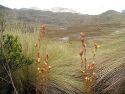 Image de Gentianella hyssopifolia (Kunth) Fabris