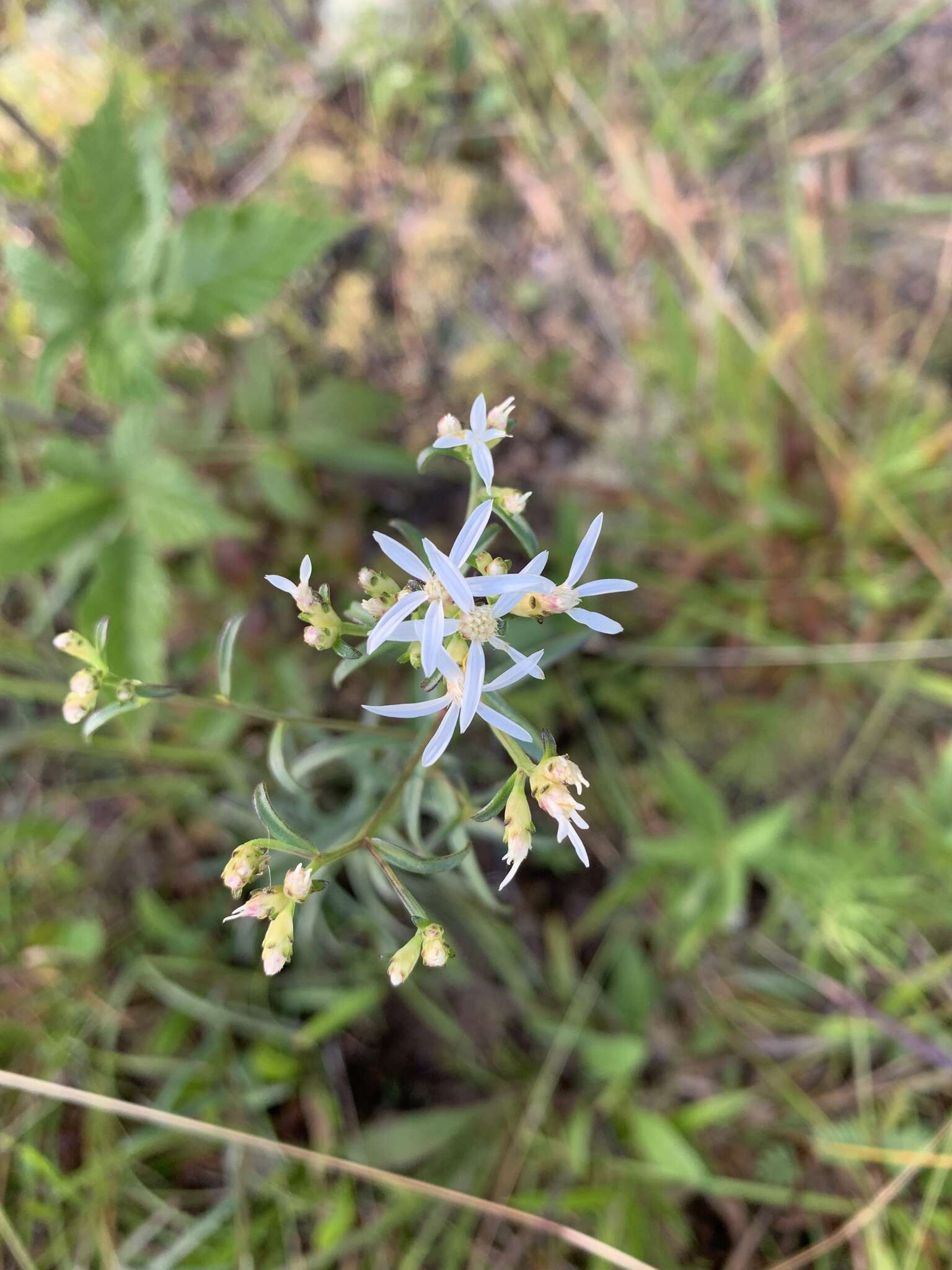 Image of narrowleaf whitetop aster