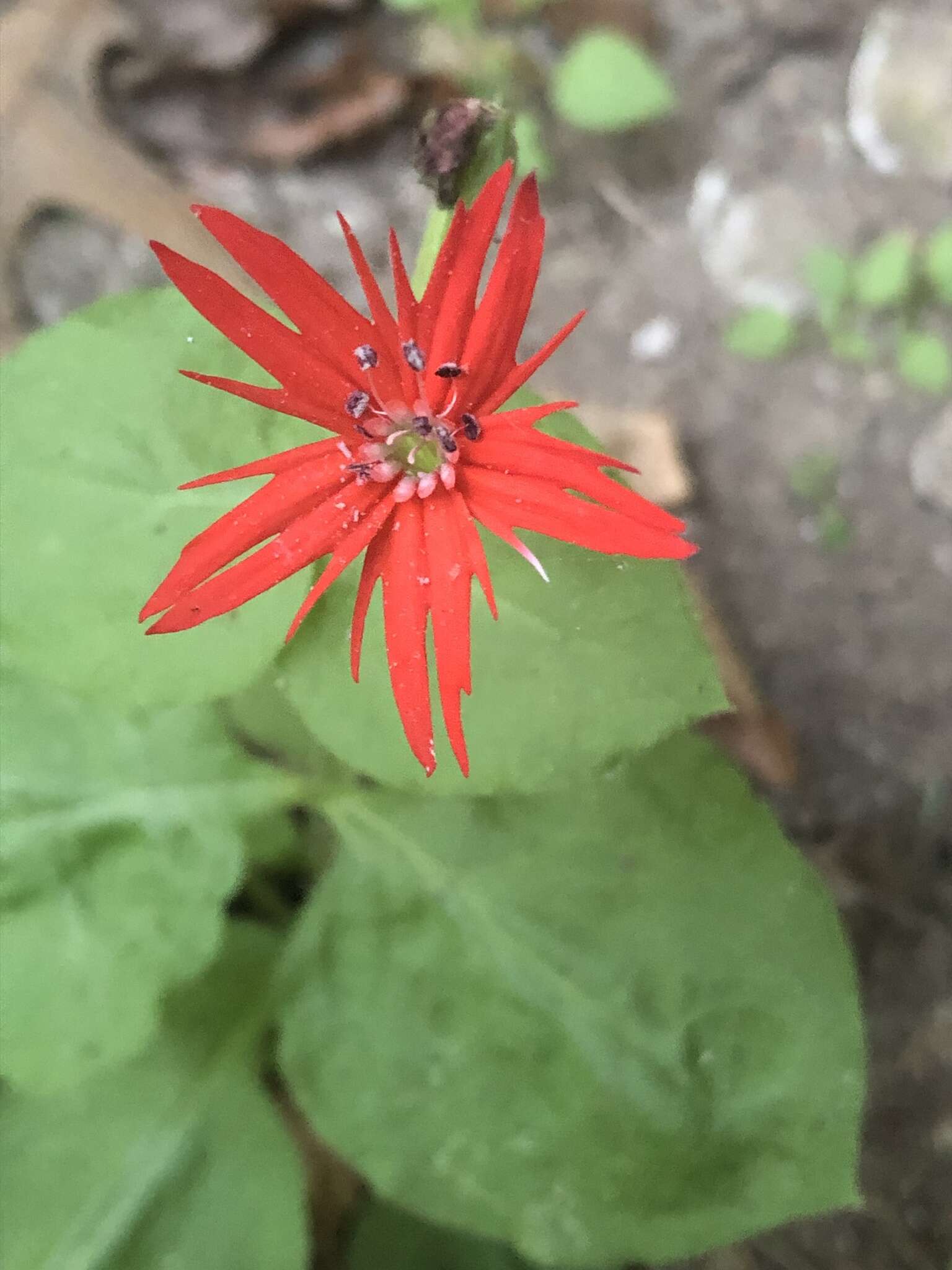 Imagem de Silene rotundifolia Nutt.