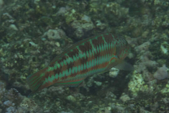 Image of Christmas wrasse