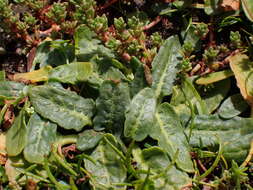 Rumex neglectus T. Kirk resmi