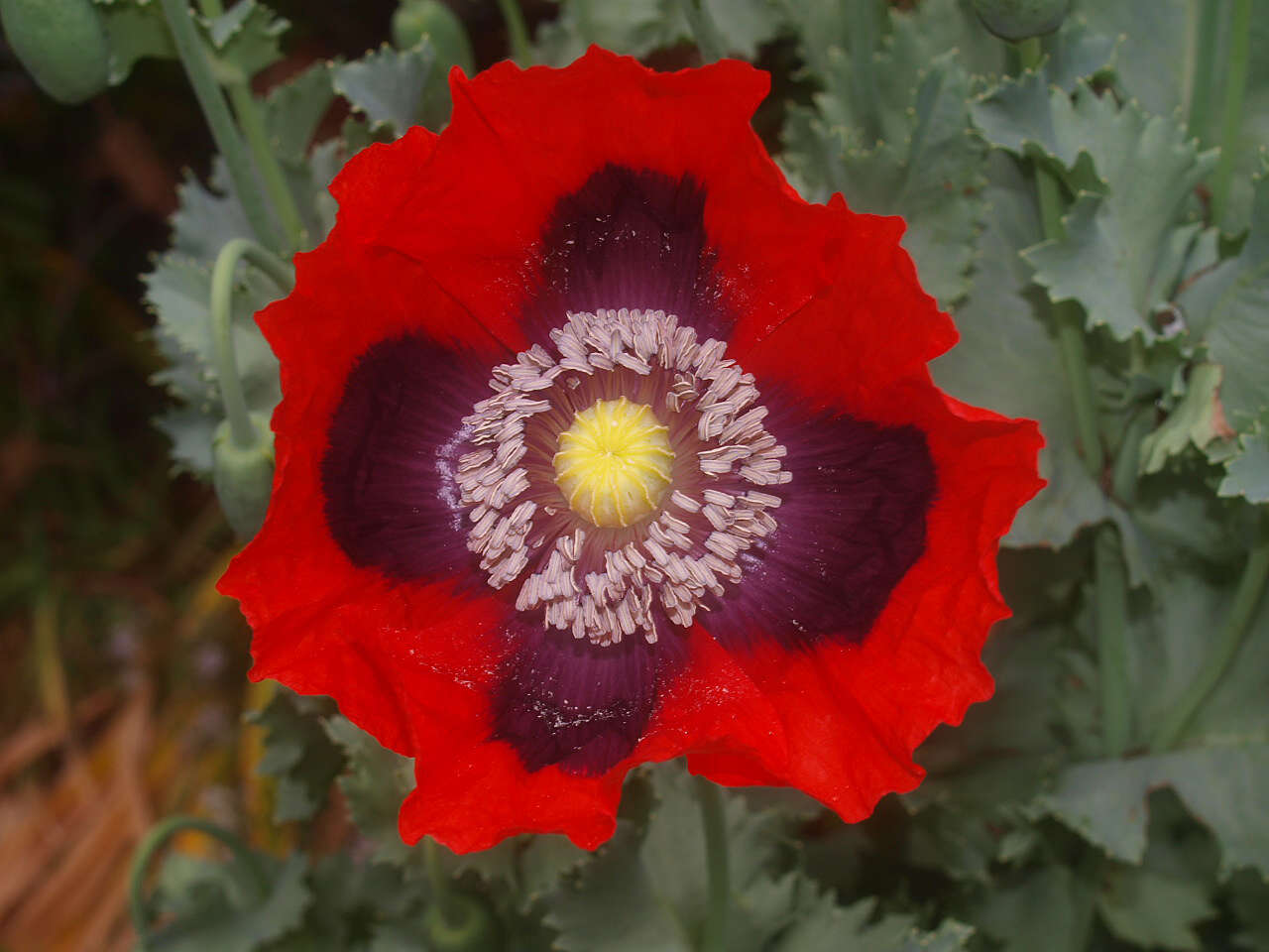 Image of opium poppy