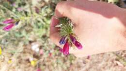 Image of Cretan viper's bugloss